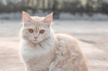Fototapeta premium A serene fluffy cat sitting outdoors, bathed in a warm golden glow, enjoying the peaceful natural surroundings.