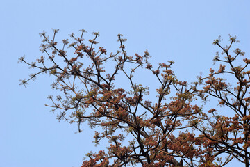 Bright Sterculia foetida Java olive tree flowers blooming on tree branches, symbolizing the beauty of springtime.