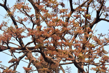 A vibrant scene of Sterculia foetida Java olive tree flowers blooming in spring, thriving in...