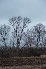 Landscape photography in the mysrterious forest , clouds in the sky , swamp in the forest,evening in the woodlands. Mystery place in forest ,fallen trees on the ground ,road in forest 