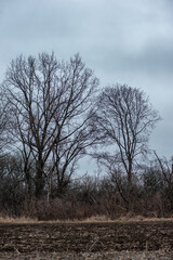 Landscape photography in the mysrterious forest , clouds in the sky , swamp in the forest,evening in the woodlands. Mystery place in forest ,fallen trees on the ground ,road in forest 