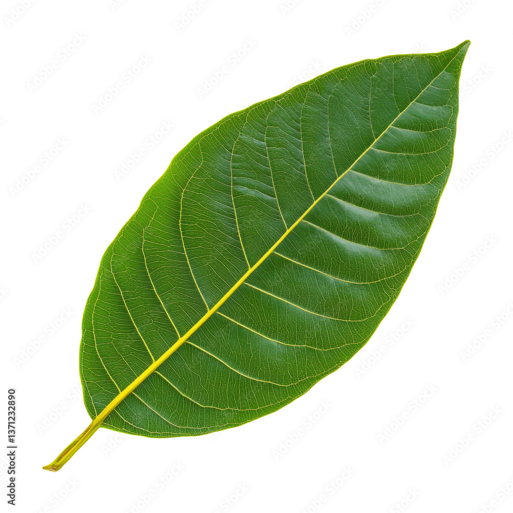 Poster highquality mango leaf isolated on transparent background showcasing its rich green color and distin