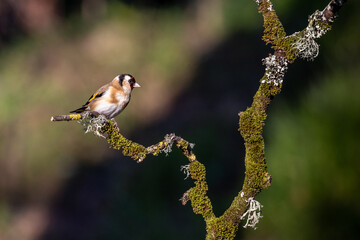 Goldfinch (Carduelis carduelis) on moss covered tree branch