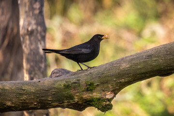 Blackbird on a branch with nut in beak