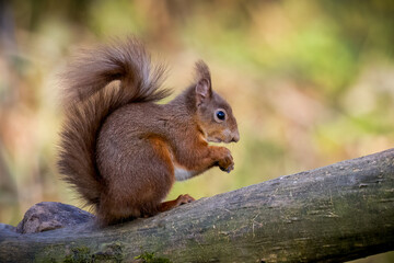 Red squirrel on a tree branch