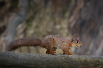 Red squirrel on a tree branch