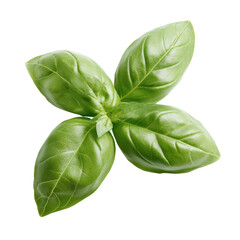 Fototapeta premium Fresh green basil leaves displayed on a clean transparent background, of fresh green basil herb leaves isolated on transparent background