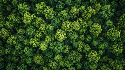 Naklejka premium Lush green rain forest with abundant trees, nature wallpaper in high resolution