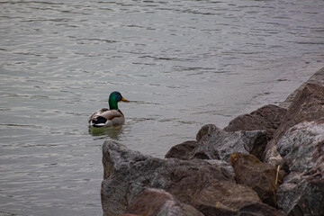 A photo of a duck swimming in a body of water