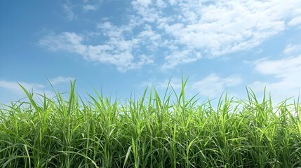 Fototapeta premium Green Grass Under Clear Sky