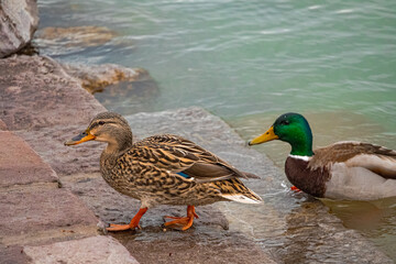 A photo of two ducks are standing in the water near rocks