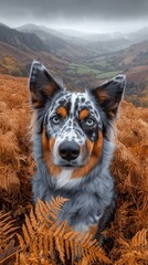 Fototapeta premium Stunning Australian Shepherd Dog Sitting in Autumn Ferns Surrounded by Scenic Mountain Landscape Under Cloudy Sky Perfect Photography for Animal Lovers and Nature Fans