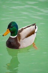 A photo of a duck swimming in a lake with a green background