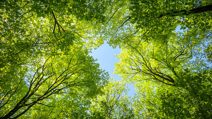 Fototapeta premium Looking Up Through Green Tree Canopy With Bright Sunlight And Blue Sky In Summer Day