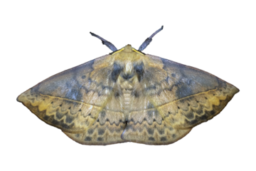 Anthela moth isolated on transparent background - full wingspread cutout PNG