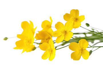 Fototapeta premium Vibrant yellow buttercup flowers on white background, fresh wild meadow blossoms with green stems, spring floral bouquet for greeting card design