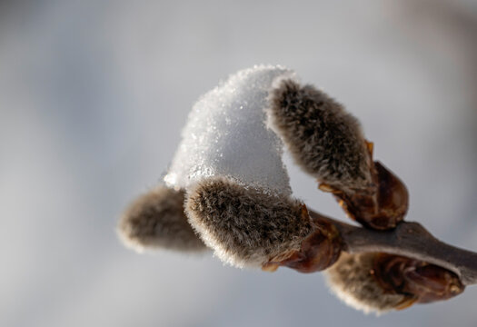 Topola osika (Populus tremula L.)
