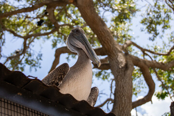 Brown Pelican observes everyone in Key West, Florida