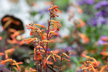 Close up of cigar flowers (cuphea caeciliae) in bloom
