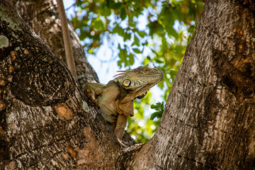 Iguana chilling on a tree, Florida Keys