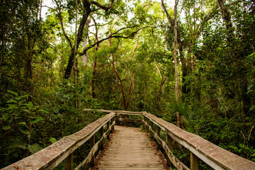 Obraz premium Mahogany Hammock Trail, Everglades National Park, Florida