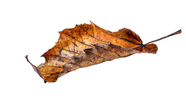 Autumn's Gentle Whisper: An elegant display of a dried leaf, revealing the artistry of time with its delicate texture and rich autumnal hues.