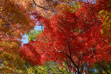 秋の岩屋寺　境内の紅葉　京都市山科区