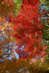 秋の岩屋寺　境内の紅葉　京都市山科区
