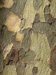 Bark of London plane tree