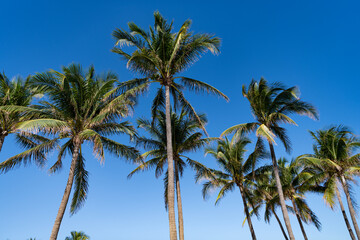 Summer vacation in Florida. Palm tree of California. Tropical beach in Miami. Tropical outdoor...