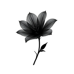 Obraz premium Image of flower silhouette