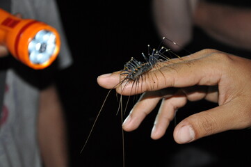 Centipede