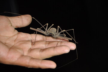 Scorpion spider