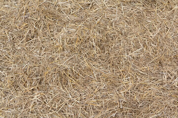 Dry yellow straw grass background