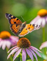 Obraz premium Butterflies on Wildflowers Spreading Wings in the Warmth of a Summer Day