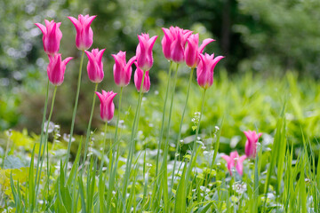 Tulips  Festival in Ottawa Canada