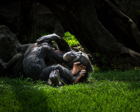 mama chimpance con su cria