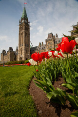 Tulips  Festival in Ottawa Canada
