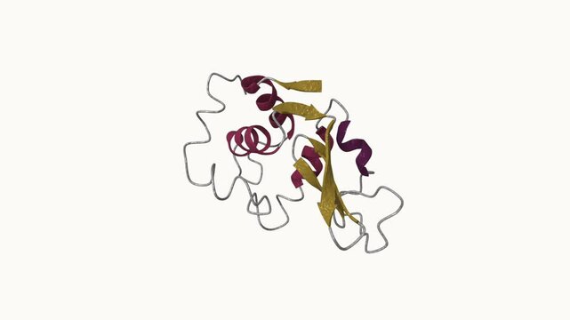 Lysozyme Protein Structure - An antibacterial enzyme involved in breaking down bacterial cell walls. Scientific 3D animation of the molecular model in continuous rotation.