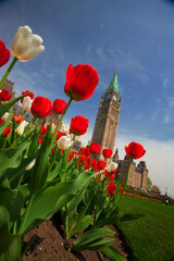 Tulips  Festival in Ottawa Canada