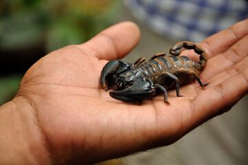 Scorpion