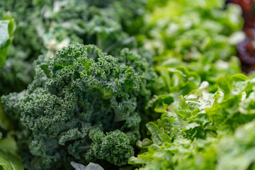 green fresh leaf lettuce on the counter of the local farmers market