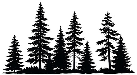 Obraz premium Silhouette of a Dense Pine Forest