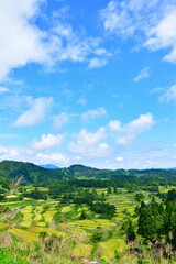 Obraz premium 星峠の棚田（新潟県）