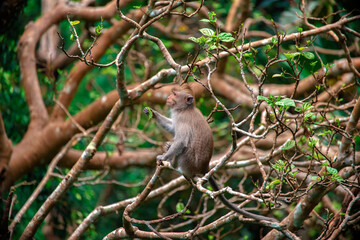 Monkeys frolic in Bali's lush forest, highlighting nature's charm and biodiversity.