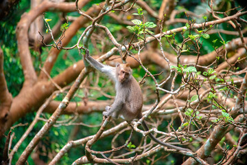 Monkeys interact among branches in Bali's lush monkey forest during a sunny afternoon.