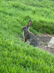 rabbit in the grass