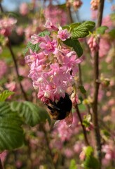 Early Bumblebee on flowering redcurrant bush