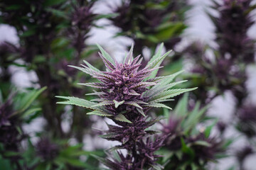 Macro Close-Up of Vibrant Purple Cannabis Buds and Leaves