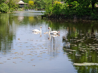 Swans family swimming in a pond